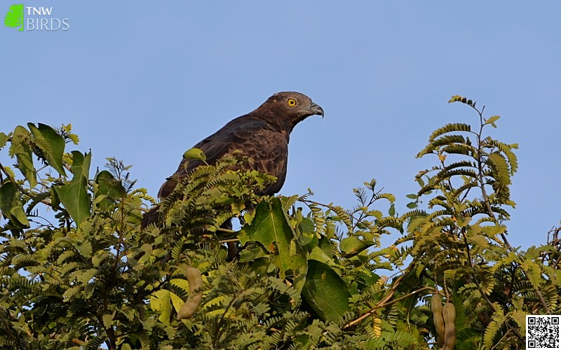 Oriental Honey-buzzard